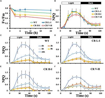 Identification of the Optimal Light Harvesting Antenna Size for High-Light Stress Mitigation in Plants